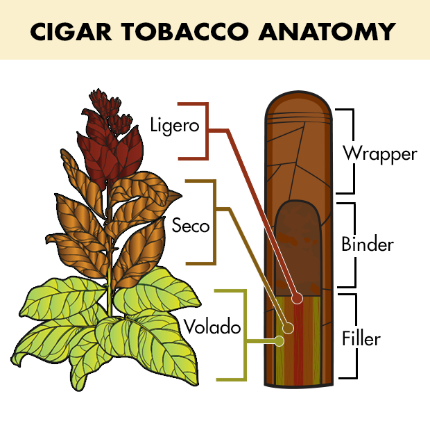 Cigar Tobacco Anatomy