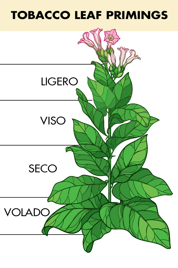 Tobacco Leaf Primings