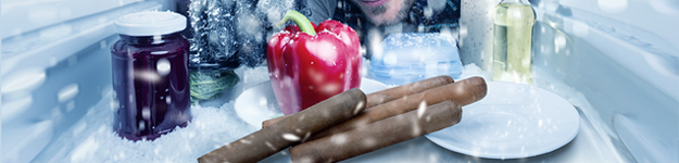 blogfeedteaser-CigarBugsBeetles