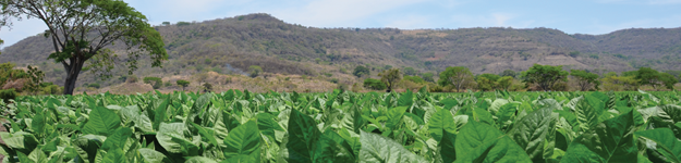 blogfeedteaser-Dominican-vs-Nicaraguan.