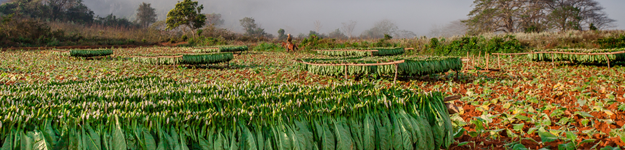 blogfeedteaser-History-of-Cubas-Tobacco-Plantations-and-Fields