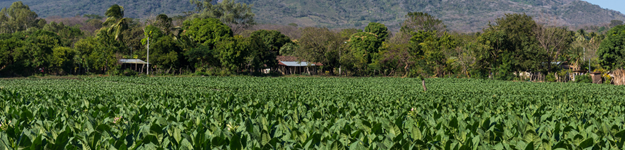 blogfeedteaser-Ometepe