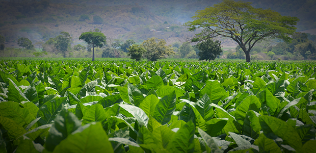 Tobacco Fields