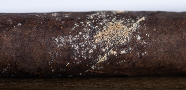 tobacco plume Difference Between Cigar Plume & Cigar Mold