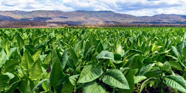 teaserimage-Connecticut-Broadleaf-Tobacco