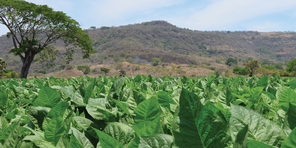 teaserimage-Dominican-vs-Nicaraguan.