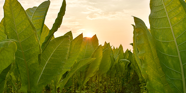 teaserimage-GuidetoGrowingTobacco