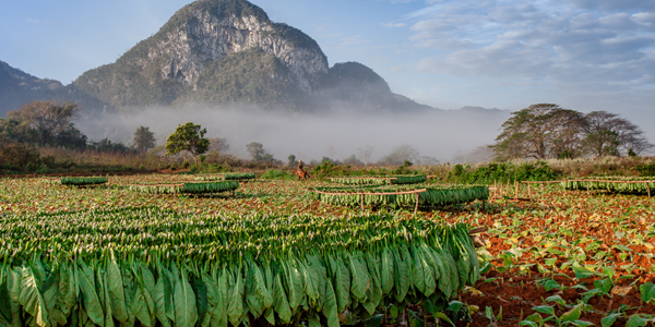 teaserimage-History-of-Cubas-Tobacco-Plantations-and-Fields