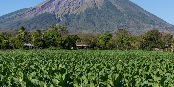 teaserimage-Ometepe