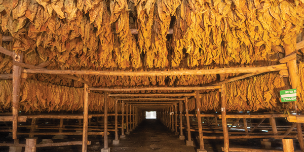 teaserimage-Types-of-Tobacco-Curing