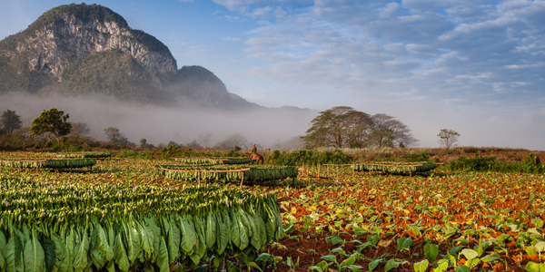 teaserimage_What-is-Cuban-Seed-Tobacco